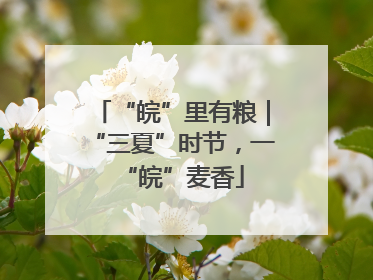 “皖”里有粮｜“三夏”时节，一“皖”麦香