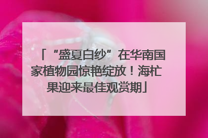 “盛夏白纱”在华南国家植物园惊艳绽放！海杧果迎来最佳观赏期