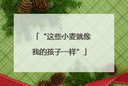 “这些小麦就像我的孩子一样”