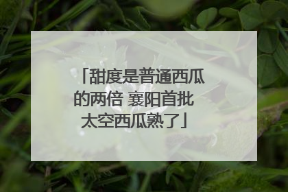 甜度是普通西瓜的两倍 襄阳首批太空西瓜熟了