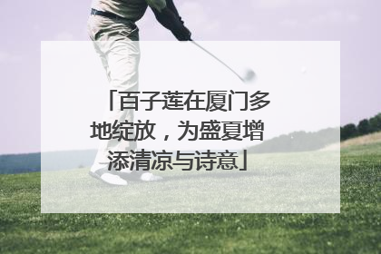 百子莲在厦门多地绽放，为盛夏增添清凉与诗意