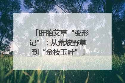 盱眙艾草“变形记”：从荒坡野草到“金枝玉叶”