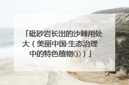 砒砂岩长出的沙棘用处大（美丽中国·生态治理中的特色植物③）