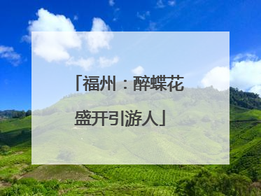福州：醉蝶花盛开引游人