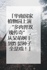 华南国家植物园上演“多肉界玫瑰传奇”，从呆萌树干到炸裂种子全是戏！