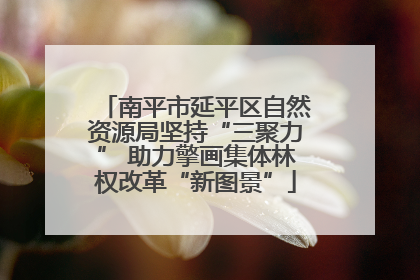南平市延平区自然资源局坚持“三聚力” 助力擎画集体林权改革“新图景”