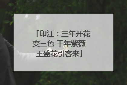 印江：三年开花变三色 千年紫薇王盛花引客来