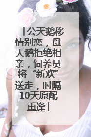 公天鹅移情别恋，母天鹅拒绝相亲，饲养员将“新欢”送走，时隔10天原配重逢
