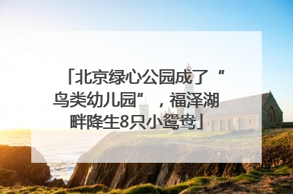 北京绿心公园成了“鸟类幼儿园”，福泽湖畔降生8只小鸳鸯