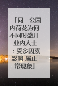 同一公园内荷花为何不同时盛开 业内人士：受多因素影响 属正常现象