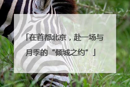 在首都北京，赴一场与月季的“倾城之约”