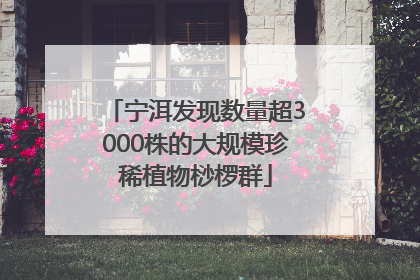 宁洱发现数量超3000株的大规模珍稀植物桫椤群