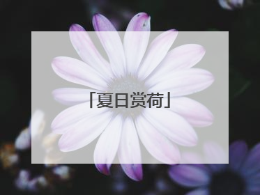 夏日赏荷