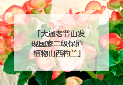 大通老爷山发现国家二级保护植物山西杓兰