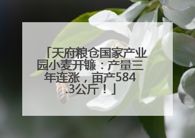天府粮仓国家产业园小麦开镰：产量三年连涨，亩产584.3公斤！