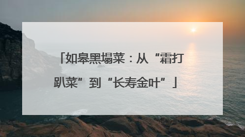 如皋黑塌菜：从“霜打趴菜”到“长寿金叶”