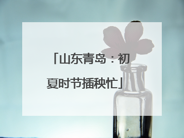 山东青岛：初夏时节插秧忙