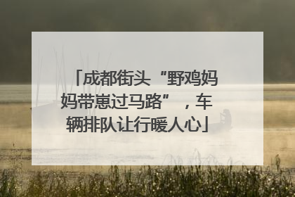 成都街头“野鸡妈妈带崽过马路”，车辆排队让行暖人心