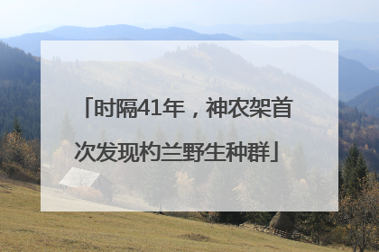 时隔41年，神农架首次发现杓兰野生种群