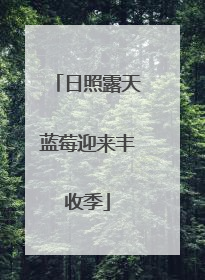 日照露天蓝莓迎来丰收季