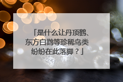 是什么让丹顶鹤、东方白鹳等珍稀鸟类纷纷在此落脚？