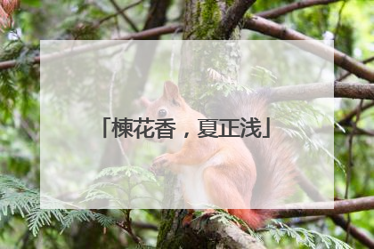楝花香，夏正浅