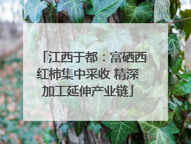 江西于都：富硒西红柿集中采收 精深加工延伸产业链