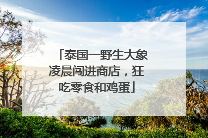 泰国一野生大象凌晨闯进商店，狂吃零食和鸡蛋