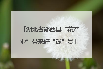湖北省郧西县“花产业”带来好“钱”景