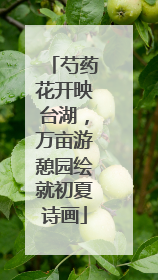 芍药花开映台湖，万亩游憩园绘就初夏诗画