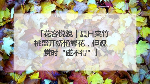 花容悦貌｜夏日夹竹桃盛开娇艳繁花，但观赏时“碰不得”