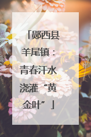 郧西县羊尾镇：青春汗水浇灌“黄金叶”