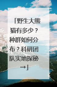 野生大熊猫有多少？种群如何分布？科研团队实地探秘→